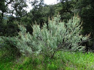 <i>Artemisia californica</i> Species of plant