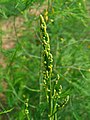 Asparagus officinalis (zainzuria)