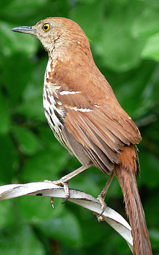 <span class="mw-page-title-main">Thrasher</span> New World group of passerine birds