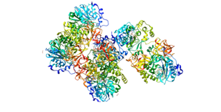 <span class="mw-page-title-main">CYR61</span> Protein-coding gene in the species Homo sapiens