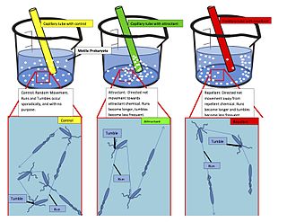 <span class="mw-page-title-main">Chemotaxis</span> Movement of an organism or entity in response to a chemical stimulus