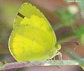 Common grass yellow