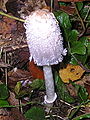 Hnojník obecný Coprinus comatus