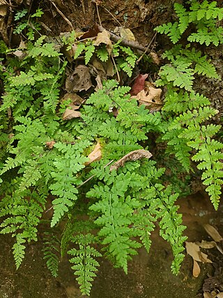 <i>Cystopteris tennesseensis</i> Species of plant