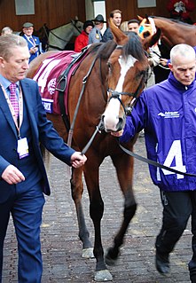 Anthony Van Dyck (horse) Irish-bred Thoroughbred racehorse