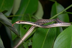 Dendrelaphis pictus from Kaeng Krachan District, Thailand Dendrelaphis pictus.jpg