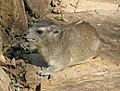 Procavia delle steppe Heterohyrax brucei