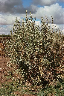 <i>Elaeagnus</i> Genus of flowering plants in the family Elaeagnaceae