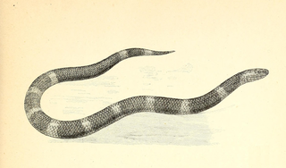 <i>Elapsoidea</i> Genus of snakes