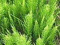 Kannubjølluvísa (Equisetum arvense)