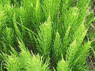 <i>Equisetum arvense</i> Species of horsetail