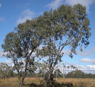 <span class="mw-page-title-main">Culgoa National Park</span> Protected area in New South Wales, Australia