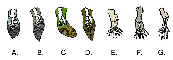 Comparison betwwen fins and legs of several Sarcopterygii'n fishes and some tetrapods.