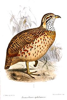 Moorland francolin Species of bird