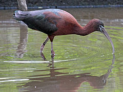 Brauner Sichler (Plegadis falcinellus)