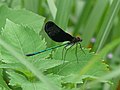 Calopteryx atrata