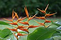 Heliconia latispatha