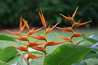 <i>Heliconia</i> Genus of plants