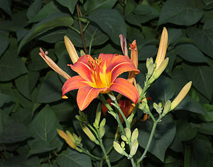 Къонгур-сары лилейник (Hemerocallis fulva), бачхада ёсдюрюлген гибрид болургъа боллукъду, Украина