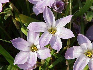 <i>Ipheion uniflorum</i> Species of flowering plant