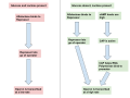 The processes leading to the transcription of the lac operon in the presence of glucose and lactose, as well as in the presence of lactose with glucose being absent.