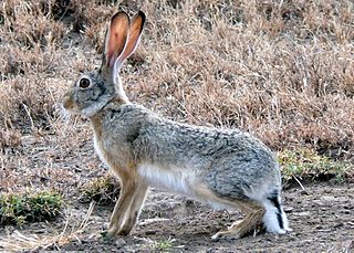 <span class="mw-page-title-main">Cape hare</span> Species of mammal