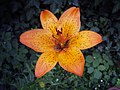 Lilium bulbiferum ssp. croceum