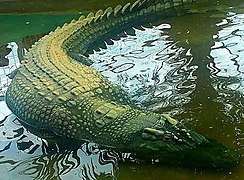 Lolong crocodile.jpg