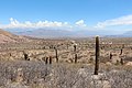 Parc national Los Cardones