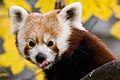 * Nomination Red Panda in Zoo Schönbrunn, Vienna, Austria--Chmehl 14:58, 1 November 2007 (UTC) * Promotion Sharp, good colors and composition. It's a pity the rock in bottom-right corner. --LucaG 21:03, 4 November 2007 (UTC)