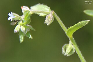 <i>Rochelia</i> Genus of plants