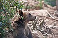 Brown bear at the Kuterevo bear sanctuary