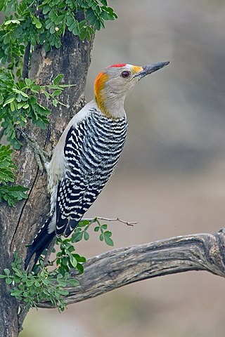 <span class="mw-page-title-main">Golden-fronted woodpecker</span> Species of bird