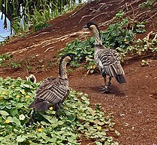 Two Hawaiian geese at the Kīlauea Point National Wildlife Refuge.