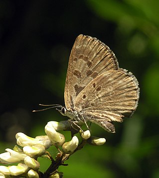 <i>Niphanda fusca</i> Species of butterfly