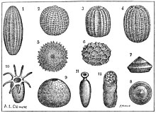 Various insect eggs. PSM V48 D269 Insect eggs.jpg