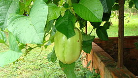 P. platyloba fruit , often confused with P. quadrangularis