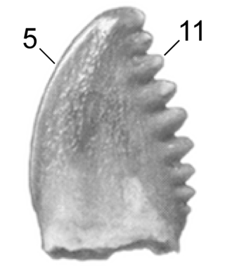 <i>Pectinodon</i> Genus of bird-like dinosaur