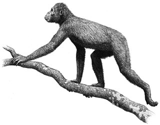 <i>Proconsul africanus</i> Extinct species of mammal