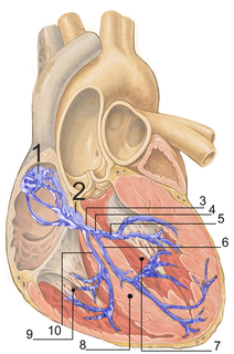 Electrical conduction system of the heart Aspect of heart function