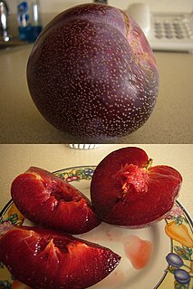 <span class="mw-page-title-main">Pluot</span> Hybrid fruit