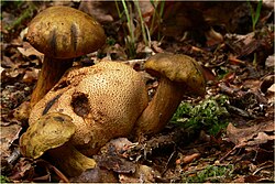 Parazitinis aksombaravykis (Xerocomus parasiticus)