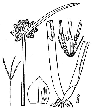 <i>Schoenoplectiella mucronata</i> Species of grass-like plant