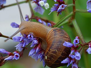 <i>Cornu aspersum</i> Species of edible land snail