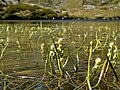 Tjarnartindakollur (Sparganium angustifolium)