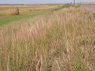 <i>Sporobolus cryptandrus</i> Species of grass