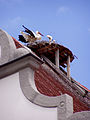 Ein Storchenpaar im Nest auf dem Rathaus