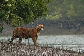 A tiger in the Sundarban Tiger Reserve, Sundaravana National Park