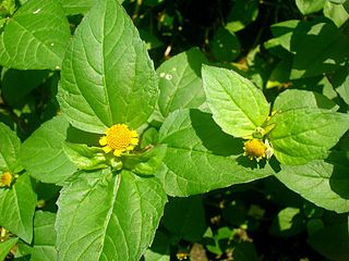 <i>Acmella</i> Genus of flowering plants