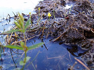 <i>Utricularia olivacea</i> Species of aquatic plant